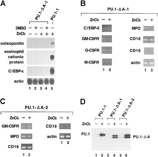 Fig. 5. No induction of expression of myelomonocyte-specific and B-cell–specific genes in MEL cells after overexpression of a mutant PU.1 with part of the activation domain deleted (PU.1-ΔA). / (A) Total RNA was extracted from PU.1-ΔA-1 cells cultured for 48 hours without reagents (lane 1), with DMSO (lane 2), with ZnCl2 (lane 3), or with DMSO and ZnCl2 (lane 4). Expression of myelomonocyte-specific and B-cell–specific genes was examined by Northern blot analysis. Total RNA from PU.1 cells cultured for 48 hours with ZnCl2 was used as the positive control (lane 5). (B) Total RNA was extracted from PU.1-ΔA-1 cells cultured for 48 hours without ZnCl2 (lane 1) or with ZnCl2 (lane 2). Expression of myelomonocyte-specific and B-cell–specific genes was examined by RT-PCR analysis. Although the photograph is separated between lanes 1 and 2, PCR products of each gene were run in the same gel. (C) Total RNA was extracted from PU.1-ΔA-2 cells cultured for 48 hours without ZnCl2 (lane 1) or with ZnCl2 (lane 2). Expression of myelomonocyte-specific and B-cell–specific genes was examined by RT-PCR analysis. (D) Total protein was extracted from PU.1-1 cells (lanes 1 and 2), PU.1-ΔA-1 cells (lanes 3 and 4), and PU.1-ΔA-2 cells (lanes 5 and 6) cultured for 8 hours without reagents (lanes 1, 3, and 5) or with ZnCl2 (lanes 2, 4, and 6). Expression of wild-type and mutant PU.1 proteins was examined by Western blot analysis.
