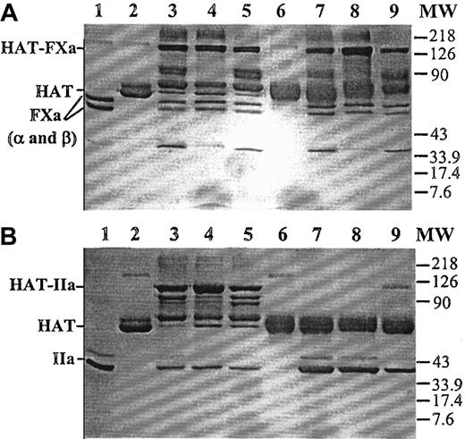 Fig. 1. Nonreducing SDS-PAGE analysis of the stable factor Xa and thrombin complexes with plasma or mutant antithrombin. / (A) Human plasma or mutant antithrombin (2 μM) was incubated with an equimolar concentration of factor Xa for 30 minutes in the absence of heparin or for 5 minutes in the presence of pentasaccharide or approximately 70-saccharide high-affinity heparin (4 μM) in 25 μL reactions in TBS buffer at room temperature. Five microliters 5× nonreducing sample buffer was added to each reaction, and the samples were boiled for 5 minutes. Twenty-five microliters of each reaction was loaded on 10% gel. The stable proteinase-antithrombin complexes migrated as the highest molecular weight bands (HAT-FXa), followed by degraded complexes. Lane 1, factor Xa (FXa in α and β forms). Lane 2, human plasma antithrombin (HAT). Lanes 3 to 5, plasma antithrombin incubated with factor Xa in the absence of heparin, in the presence of pentasaccharide, or in the presence of approximately 70-saccharide heparin, respectively. Lane 6, mutant antithrombin. Lanes 7 to 9, mutant antithrombin incubated with factor Xa in the absence of heparin, in the presence of pentasaccharide, or in the presence of approximately 70-saccharide heparin, respectively. MW, molecular weight marker. (B) Identical to panel A, except that thrombin (IIa) was used to initiate the reactions.