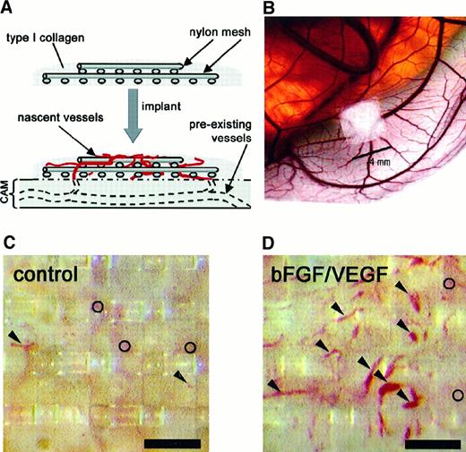 Fig. 1. Implants of fibrillar type I collagen support neovascularization and allow for in vivo quantitation of angiogenesis. / The angiogenesis assay relies on the upward invasion of newly forming blood vessels from the CAM into the collagen implant where they are microscopically scored. (A) Schematic illustrates type I collagen polymerized around 2 layers of nylon mesh to form a grid-embedded implant. The implant is then placed on the CAM, from which new blood vessels arise and grow up into the collagen and through the grids of the mesh. (B) Stereomicroscopic view of a collagen implant placed on the CAM of a 10-day chick embryo developing ex ovo. In the photomicrographs shown (C,D), the collagen in the implant had been copolymerized with buffer alone (C) or with bFGF/VEGF (D). The collagen implants were then incubated on the CAM for 65 hours. Blood vessels in representative implants were photographed in vivo through a stereomicroscope. New vessels that grow up into the implants are visualized within the grid boxes of the nylon mesh and scored as positive. Arrowheads indicate only some of these scored vessels. The preexisting, underlying CAM vessels are out of focus (○) and are never scored in the assay. The presence of bFGF and VEGF in the implants (D) clearly enhances the angiogenesis score over the control implants (C). Bar in panels C and D is 300 μm.