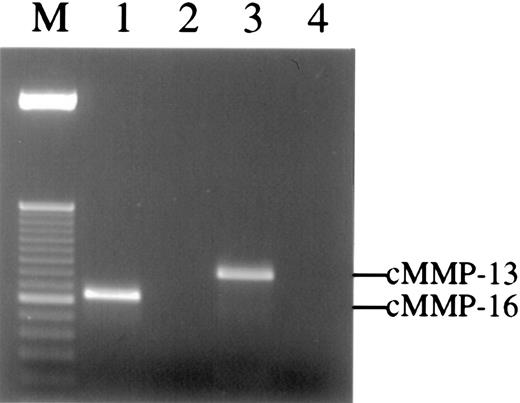 Fig. 7. Multiple MMPs are detected in the collagen implants by RT-PCR. / Total RNA was extracted from collagen implants harvested from embryos at 66 hours. Reverse transcription reactions were performed with or without Superscript reverse transcriptase. The PCR products were analyzed by 2% agarose gel and detected by ethidium bromide staining. Single bands of 375 bp and 469 bp were detected in RT-PCR using cMMP-16 (lane 1) or cMMP-13 (lane 3) gene-specific primers, respectively. In contrast, no bands could be amplified from control samples containing no reverse transcriptase but containing either cMMP-16 (lane 2) or cMMP-13 (lane 4) gene-specific primers. The PCR products in lanes 1 to 3 were cloned and sequenced and manifest 100% homology with chicken MMP-16 and MMP-13, respectively. Lane M is 50-bp ladder DNA size marker.