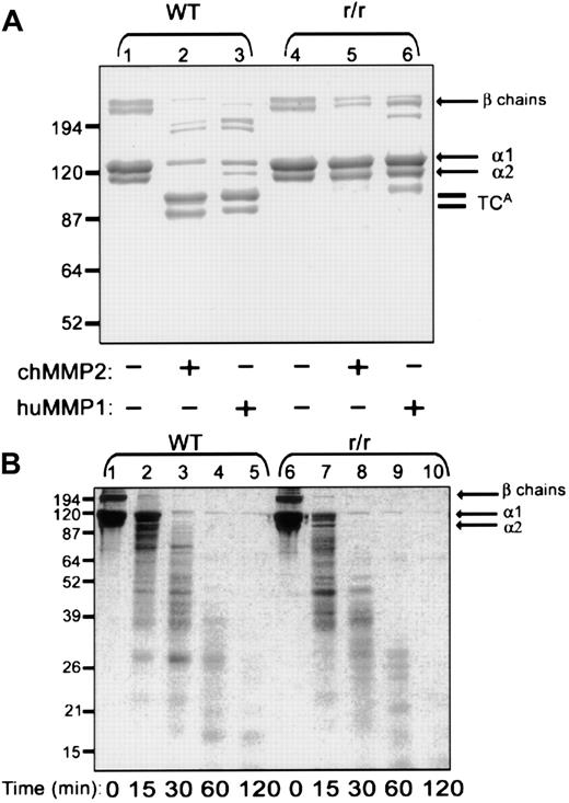 Fig. 8. Native r/r collagen forms fibrils similar to WT collagen but, unlike WT collagen, cannot be cleaved by interstitial collagenases. / (A) Native WT or r/r collagens (20 μg) were incubated in CAB for 18 hours at 24°C with or without 0.5 μg MMP-1 or MMP-2 that had been preactivated for 1 hour with 2 mM APMA at 37°C. Following incubation, the proteins were separated by reducing 8% SDS-PAGE and visualized with Coomassie blue. Three-quarter length fragments (TCAfragments) appear in the collagenase-treated WT samples (lanes 2 and 3) but not in r/r samples (lanes 5 and 6). (B) WT or r/r collagens (20 μg) were heated to 60°C for 15 minutes to form gelatin prior to incubation with preactivated MMP-2 (0.5 μg) in CAB for the indicated times. Samples (20 μg) were separated by 12% SDS-PAGE under reducing conditions and visualized with Coomassie blue. A similar pattern of proteolytic fragments appears when heat-denatured WT or r/r collagen was treated with the MMP-2 gelatinase, indicating that the unique specificity in the r/r collagen lies in its resistance only to interstitial collagenases shown in panel A.