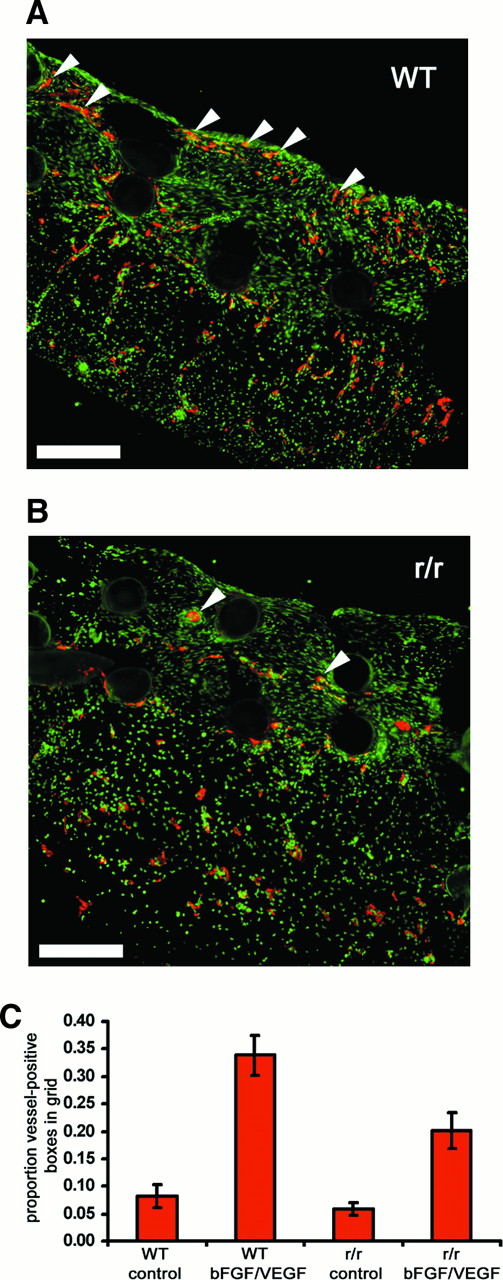 Fig. 9. Collagenase-resistant collagen is a deficient substratum for growth factor–stimulated angiogenesis. / WT or collagenase-resistant, r/r collagen at equal concentrations was copolymerized with buffer alone or bFGF/VEGF, prior to placement on the chick CAM. The embryos containing the collagen implants were incubated for 66 hours. Immunofluorescent detection of endothelial marker von Willebrand factor in cryosectioned implants prepared from (A) WT collagen treated with bFGF/VEGF or (B) r/r collagen treated with bFGF/VEGF revealed decreased endothelial staining (red) and fewer vessel-like structures within the upper portion of r/r implants. The arrowheads indicate only some of the endothelial cell–containing vascular structures. Bar indicates 200 μm. (C) Results from a large series of CAM assays supported the histologic observation in panels A and B that r/r implants display reduced angiogenesis. Data represent 4 pooled experiments: WT alone, n = 35 implants; WT + bFGF/VEGF, n = 40; r/r alone, n = 34; and r/r + bFGF/VEGF, n = 45. Results of statistical analysis performed using Wilcoxon-signed rank test on matched pairs are as follows: WT alone versus WT + bFGF/VEGF, P < .001; r/r alone versus r/r + bFGF/VEGF, P < .01; WT + bFGF/VEGF versus r/r + bFGF/VEGF, P < .01; and WT alone versus r/r alone,P > .05.