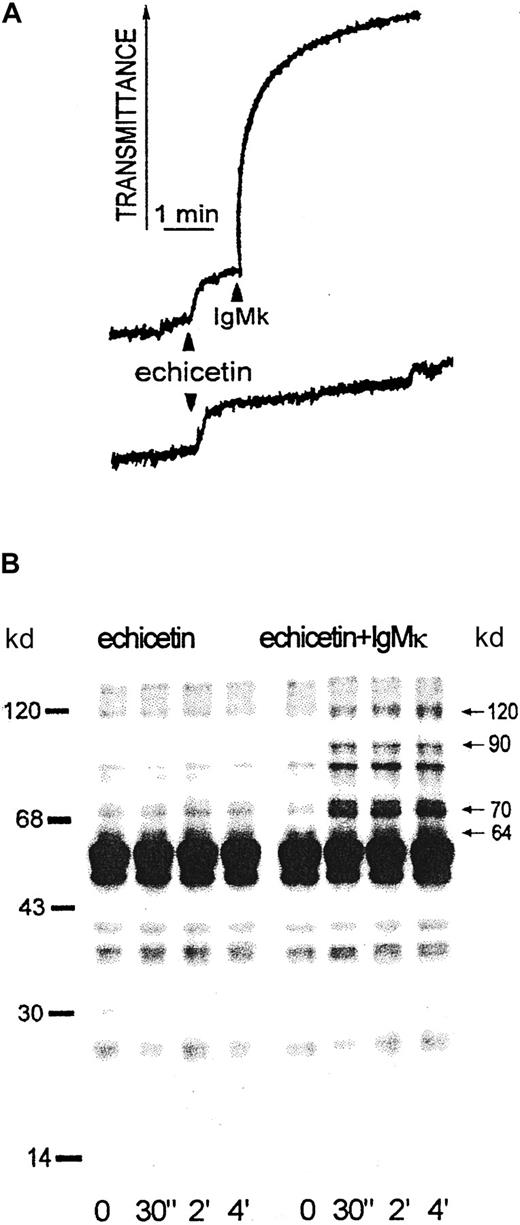 Fig. 6. Agglutination and protein tyrosine phosphorylation induced by echicetin-IgMκ complex in washed human platelets. / (A) Washed human platelets (500 μL, 5 × 108/mL) were stirred at 1100 rpm at 37°C in the presence of 5 μg echicetin. One minute after adding echicetin, 1 μg IgMκ (upper curve) or buffer for control (bottom curve) were added. (B) Proteins from SDS-lysed platelets were separated by SDS-PAGE, transferred to PVDF membrane, and stained with antiphosphotyrosine antibody (4G10). The left panel shows proteins from echicetin-treated platelets; the right panel shows tyrosine phosphorylation of proteins from platelets activated by echicetin-IgMκ complex.