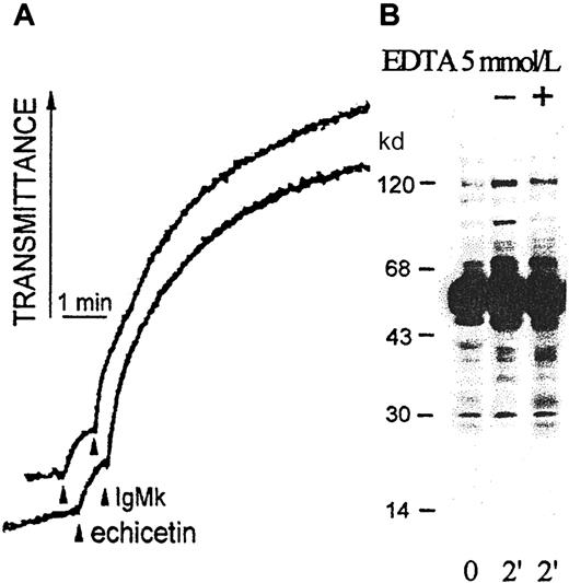 Fig. 7. Influence of EDTA on platelet agglutination and activation by echicetin-IgMκ complex. / (A) Washed human platelets (500 μL, 5 × 108/mL) were stirred at 1100 rpm at 37°C in the presence (upper line) or absence (bottom line) of 5 mM EDTA and agglutinated by echicetin (5 μg) plus IgMκ (1 μg). (B) After 2 minutes of agglutination with echicetin-IgMκ complex, platelets were lysed by SDS. Proteins were separated by SDS-PAGE, transferred to a PVDF membrane, and stained with antiphosphotyrosine antibody (4G10).