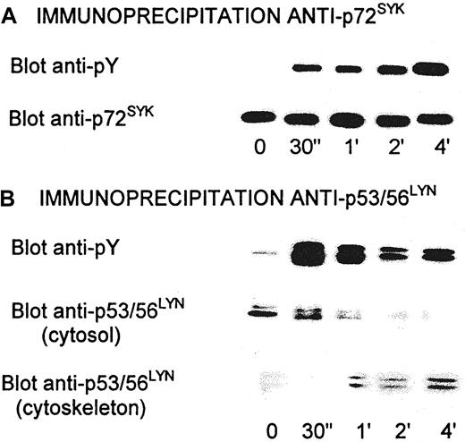 Fig. 8. Tyrosine phosphorylation of p72SYK and p53/56LYN in platelets activated by echicetin-IgMκ complex. / After activation, platelets were lysed by 1.2% Triton X-100 and cytoskleton was removed by centrifugation at 100 000g. Supernatant was used for immunoprecipitation by specific anti-p72SYK (A) or anti-p53/56LYN (B) antibodies coupled to protein A–Sepharose 4B. Immunoprecipitated proteins were eluted by 1% SDS, separated by SDS-PAGE, transferred to PVDF membrane, and stained with antiphosphotyrosine antibody (4G10) or with specific anti-p72SYK and anti-p53/56LYNantibodies. Proteins from cytoskeleton were solubilized in 1% SDS, separated by SDS-PAGE, transferred to PVDF membrane, and stained with anti-p53/56LYN antibodies.