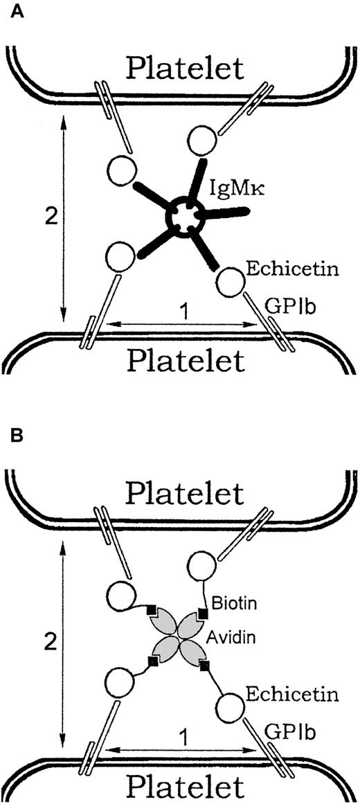 Fig. 11. Mechanism of platelet agglutination and activation induced by echicetin-IgM complex or biotinylated echicetin/avidin. / Echicetin binds to GPIb. (A) One molecule of IgMκ can bind up to 5 molecules of echicetin. Binding of several molecules to the surface of one platelet results in clustering of GPIb molecules (1). Binding of echicetin molecules attached to the surface of different platelets results in agglutination (2). (B) One molecule of avidin can bind up to 4 molecules of biotin. Binding of several molecules of biotinylated echicetin to the surface of one platelet results in clustering of GPIb molecules (1). Binding of biotinylated echicetin molecules attached to the surface of different platelets results in agglutination (2).
