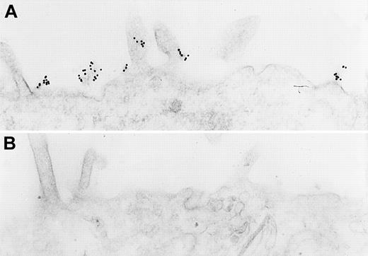 Fig. 6. Immunoelectron microscopy for gC1qR antigen on nonpermeabilized EA.hy926 endothelial cells. / Cell suspensions were fixed with PLPG and incubated with anti-gC1qR or nonimmune mouse IgG. (A) The bound anti-gC1qR antibodies were visualized by an immunogold procedure as indicated in “Materials and methods.” Clusters of 10-nm gold particles, indicating the presence of bound anti-gC1qR, are seen segmentally on the endothelial plasma membrane. (B) Incubation of nonimmune IgG with the cells. The figure is a representative experiment of 2.