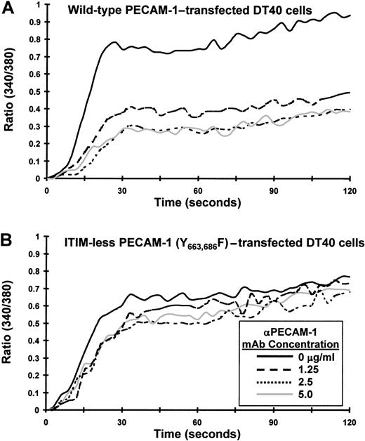 Fig. 2. The PECAM-1 ITIMs are required for attenuation of calcium mobilization in transfected B cells. / DT40 cells transfected with (A) wild-type PECAM-1 or (B) an ITIM-less form of PECAM-1, in which the tyrosine residues at positions 663 and 686 were changed to phenylalanine, were loaded with Fura-2AM and preincubated for 10 minutes at room temperature with murine antichicken BCR together with the indicated concentration of F(ab′)2 fragments of PECAM-1.3 Ab (αPECAM-1 mAb). Cells were washed free of unbound Ab and then added to the warmed (37°C) chamber of an SLM 8100 spectrofluorometer. Calcium mobilization was induced by cross-linking of surface-bound Abs on addition of F(ab′)2 fragments of GAM mouse IgG. The intracellular calcium concentration was assessed every 3 seconds over a period of 120 seconds. Note that co-ligation of the ITIM-less form of PECAM-1 with the BCR fails to attenuate calcium mobilization in DT40 cells.