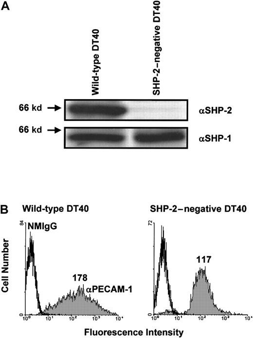 Fig. 3. Expression of wild-type PECAM-1 on the surface of wild-type and SHP-2-negative B-cell transfectants. / (A) Wild-type (left) or SHP-2–negative (right) DT40 cells were lysed in Triton X-100, and lysates were analyzed by anti-SHP-2 (αSHP-2; top) and anti-SHP-1 (αSHP-2; bottom) immunoblots. Note that wild-type DT40 cell lysates contain both SHP-2 and SHP-1, whereas SHP-2–negative DT40 cell lysates contained SHP-1 but not SHP-2. (B) Wild-type (left) and SHP-2–negative (right) DT40 cells were transfected with wild-type human PECAM-1. Transfectants were stained with normal mouse IgG1 (NMIgG) or with PECAM-1.3, a murine mAb specific for human PECAM-1 (αPECAM-1). Antibody-pretreated cells were then stained with FITC-conjugated GAM IgG and analyzed by flow cytometry. Transfectants chosen for analysis expressed equivalent levels of cell surface PECAM-1.