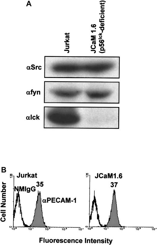 Fig. 5. Characterization of Src family PTK and PECAM-1 expression by wild-type Jurkat T cells and the p56lck-deficient Jurkat T-cell line, JCaM1.6. / (A) Wild-type Jurkat (left) or p56lck-deficient JCaM1.6 (right) T cells were lysed in Triton X-100, and lysates were analyzed by anti-pp60src (αSrc; top), anti-p59fyn(αfyn; middle), and anti-p56lck (αlck; bottom) immunoblots. Note that wild-type Jurkat T-cell lysates contain pp60src, p59fyn, and p56lck, whereas JCaM1.6 T cells contain pp60src and p59fyn but not p56lck. (B) Wild-type Jurkat (left) or p56lck-deficient JCaM1.6 (right) T cells stained with normal mouse IgG1 (NMIgG) or with PECAM-1.3, a murine mAb specific for human PECAM-1 (αPECAM-1). Antibody-pretreated cells were then stained with FITC-conjugated GAM IgG and analyzed by flow cytometry. Both cell lines expressed equivalent levels of cell surface PECAM-1.
