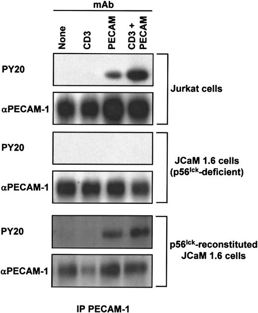 Fig. 6. p56lck is required for PECAM-1 tyrosine phosphorylation in T cells. / Wild-type Jurkat (top), p56lck-deficient JCaM1.6 (middle), or p56lck-reconstituted JCaM1.6 (bottom) T cells were treated with no Ab (None; lane 1), 1 μg/mL of murine antihuman CD3ε (CD3; lane 2), 50 μg/mL of murine Ab specific for human PECAM-1 (PECAM, lane 3), or both anti-CD3ε and PECAM-1.3 (CD3 + PECAM; lane 4) at 4°C. After prewarming for 10 minutes at 37°C, receptor cross-linking was induced by addition of 100 μg/mL of GAM F(ab′)2. After a further incubation for 3 minutes, cells were lysed in Triton X-100, and PECAM-1 immunoprecipitates (IP PECAM-1) were prepared. Immunoblot analysis was performed to determine the extent of PECAM-1 tyrosine phosphorylation, using an antiphosphotyrosine Ab (PY20; top panels) and the amount of PECAM-1 antigen present in the immunoprecipitates using the PECAM-1.3 Ab (αPECAM-1; bottom panels). Note that PECAM-1 does not become tyrosine phosphorylated in the absence of p56lck and that reconstitution of p56lck expression restores PECAM-1 tyrosine phosphorylation.
