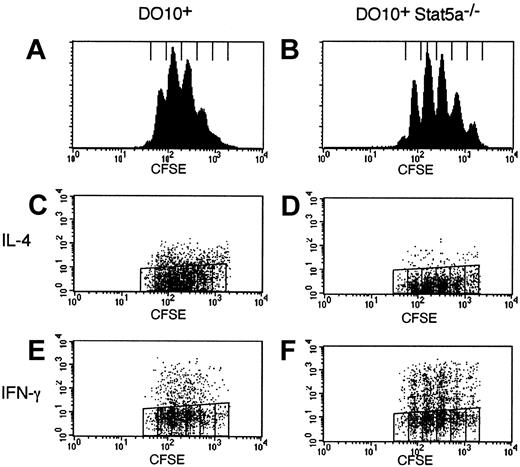 Fig. 4. Impaired Th2 cell differentiation in Stat5a−/− T cells is cell-cycle independent. / Splenocytes from DO10+ mice (A,C,E) or DO10+Stat5a−/− mice (B,D,F) were labeled with CFSE and stimulated with platebound anti-CD3 mAb for 60 hours in nonpolarizing condition. Intracellular staining for cytokines was performed as described in “Materials and methods.” Shown are representative FACS profiles (panels A,B for the intensity of CFSE; C,D for IL-4 versus CFSE staining; and E,F for IFN-γ versus CFSE staining of CD4+ T cells) from 4 mice in each group.