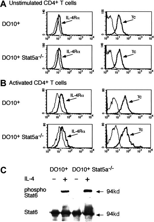 Fig. 5. IL-4 phosphorylates Stat6 in the absence of Stat5a. / (A,B) Expression of IL-4 receptor components on Stat5a−/−CD4+ T cells. Freshly isolated splenic CD4+ T cells (A) or activated CD4+ T cells that were stimulated by anti-CD3 mAb and anti-CD28 mAb for 48 hours (B) from DO10+ mice or DO10+Stat5a−/− mice were analyzed for the expression of IL-4Rα and γc by FACS. Shown are representative FACS profiles of IL-4Rα (left panels) and γc (right panels) staining from 4 independent experiments. Dashed lines are FACS profiles for the isotype-matched controls. (C) IL-4 induces Stat6 phosphorylation in the absence of Stat5a. Purified splenic CD4+ T cells from DO10+ mice or DO10+Stat5a−/− mice were stimulated with platebound anti-CD3 mAb and anti-CD28 mAb for 48 hours. Cells were starved for 2 hours from cytokines and stimulated with IL-4 (20 ng/mL) for 15 minutes. Shown is representative antiphospho-Stat6 (upper panel) and anti-Stat6 (lower panel) Western blotting from 4 independent experiments. Stat6 was also equally phosphorylated in DO10+CD4+ T cells and DO10+Stat5a−/−CD4+ T cells 30 minutes after IL-4 stimulation (data not shown).