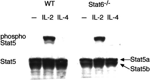Fig. 6. IL-4 does not phosphorylate Stat5 even in the absence of Stat6. / Splenic CD4+ T cells were purified from wild-type (WT) mice or Stat6−/− mice and stimulated with platebound anti-CD3 mAb and anti-CD28 mAb for 48 hours. Cells were starved for 2 hours and stimulated with either IL-2 (5 ng/mL) or IL-4 (20 ng/mL) for 15 minutes. Shown is representative antiphospho-Stat5 (upper panel) and antipan Stat5 (lower panel) Western blotting from 4 independent experiments. Note that only a single band was detected with antiphospho-Stat5 antiserum, which was produced by immunization with a synthetic phosphopeptide corresponding to residues around Tyr694 of mouse Stat5a. The mobility of the band is identical to that of Stat5a but not of Stat5b.