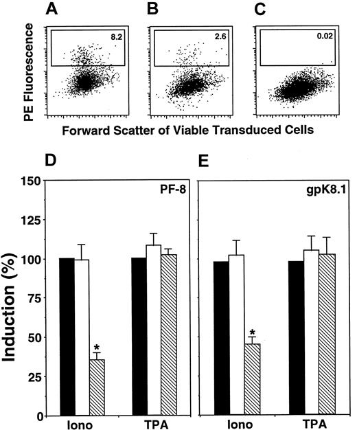 Fig. 4. Calcineurin-binding peptide VIVIT inhibits Ca++-dependent induction of KSHV lytic protein expression. / BCBL-1 cells were retrovirally transduced with EGFP or EGFP-VIVIT fusion protein (see “Materials and methods”). Then cells were incubated with ionomycin (1 μg/mL) or TPA (15 nM). After 3 days, cells were labeled with Dead Red, fixed, permeabilized, and labeled with anti–PF-8 or anti-gpK8.1 mAbs followed by PE-conjugated secondary antibodies. Green fluorescent viable cells were gated and examined for the expression of KSHV lytic proteins. Expression of PF-8 after induction by ionomycin in EGFP- (A) or EGFP-VIVIT–transduced (B) cells. (C) Isotype control for ionomycin-induced EGFP-VIVIT cells. The number of cells within the defined region reflects the percentage of PF-8–positive cells. Ionomycin or TPA induction of PF-8– (D) or gpK8.1-positive (E) cells in EGFP-VIVIT– (▧) and EGFP-transduced (■) cells compared to concurrent induction in nontransduced cells (▪). Data represent mean ± SEM of 4 separate experiments. *P < .01 compared to induction by ionomycin in EGFP-transduced or nontransduced cells.