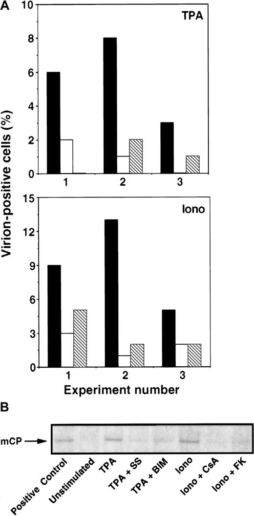 Fig. 5. Calcineurin blockers inhibit Ca++-dependent induction of KSHV production. / BCBL-1 cells were incubated with ionomycin (1 μg/mL) or TPA (15 nM) in the presence of calcineurin or PKC inhibitors. (A) On day 3, KSHV production was determined by enumerating virion-positive cells by TEM analyses. Results of 3 individual experiments are shown (x-axis: 1-3). Top panel: TPA (▪), TPA + SS (■), TPA + BIM (▧). Note that the result of TPA + BIM in experiment 1 and TPA + SS in experiment 3 is 0%. Bottom panel: ionomycin (▪), ionomycin + CsA (■), ionomycin + FK506 (▧). Without inducers, virion-positive cells were rarely observed (less than 0.5%). (B) On day 3 or 4, KSHV production was determined by measuring virus particle accumulation in cell culture supernatants by Western blot analyses. Cell culture supernatants were collected, and viral particles were pelleted by ultracentrifugation. Virus pellets were solubilized in equal volumes of sample buffer, subjected to gel electrophoresis, and blotted onto nitrocellulose membranes. The KSHV mCP was labeled with anti-mCP rabbit polyclonal antibody, followed by an antirabbit IgG antibody coupled to alkaline phosphatase and visualized with Western blue. A commercially available purified virus preparation was used as positive control. Data shown are representative of 3 separate experiments.