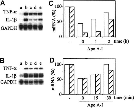 Fig. 7. Apo A-I decreases the steady-state levels of TNF-α and IL-1β mRNA. / (A,B) Autoradiogram of RNAse protection assay. (A) THP-1 cells (5 × 106 cell/mL) untreated (a) or activated by membranes of stimulated HUT cells (200 μg protein/mL) during 3 hours (b-e) in the presence or absence of apo A-I (200 μg/mL) (c-e), which was added at different time points of THP-1 activation: c (0 hours); d (1 hour); and e (2 hours). (B) Monocytes (10 × 106cell/ml) untreated (a) or activated by membranes of stimulated T lymphocytes (40 μg protein/mL) during 1 hour (b-e) in the presence or absence of apo A-I (200 μg/mL) (c-e), which was added at different time points of THP-1 activation: c (0 minute); d (15 minutes); and e (30 minutes). (C,D) Densitometric analysis of autoradiography A and B, respectively, normalized with the densitometry of GAPDH mRNA = 1, and expressed as percentage, 100% being the mRNA level of activated THP-1 cells (C) or monocytes (D) in the absence of inhibitor. TNF-α (white columns); IL-1β (hatched columns). Results are representative of 3 different experiments.