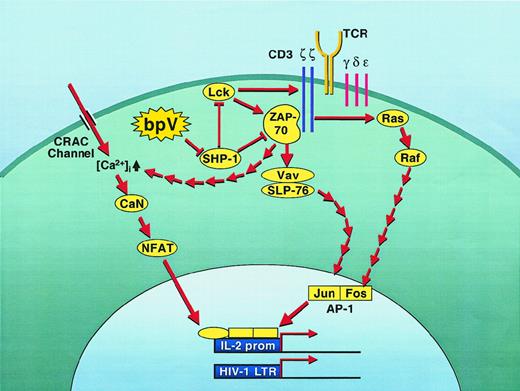 Fig. 8. Proposed model for the regulation of NFAT activity by SHP-1. / Inhibition of constitutive SHP-1 activity by bpV molecules triggers a series of biochemical events characteristic of the early steps of TCR signaling. As such, the inhibition of SHP-1 leads to the initiation of a cascade through the sudden activation of ZAP-70 and p56lck, 2 well-known substrates of SHP-1. From these activated PTKs, a typical TCR-like downstream cascade of events would then induce NFAT-dependent transcriptional activity through the activation of both the Vav/SLP76 and Ras/Raf pathways, which culminate in activation of the AP-1 factor. In parallel, capacitance calcium entry would also be turned on through both the CRAC ion pump and the ZAP-70–dependent intracellular calcium release. The concomitant activation of both NFAT and AP-1 would then lead to the transcriptional induction of the IL-2 gene as well as the HIV-1 LTR (although this latter probably does not necessitate the presence of AP-1).