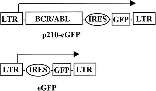 Fig. 1. p210-eGFP vector. / Full-length b3a2 BCR/ABL cDNA was cloned upstream from the IRES of the MSCV–IRES–eGFP vector. The correct sequence of the p210-eGFP construct was determined by DNA sequence mapping.