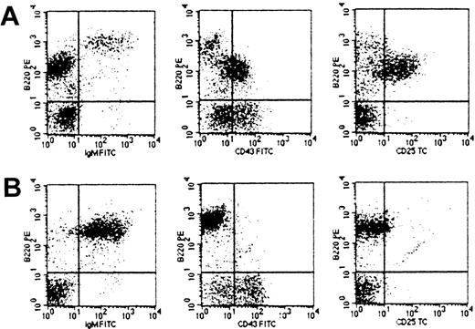 Fig. 4. Abnormal pre-B-cell lineage expansions in secondary FGFR3-TD overexpressing transplant recipients. / Single-cell suspensions of BM, spleen, or PB cells from mice 6 weeks after secondary transplantation were prepared and analyzed by flow cytometry. Shown in panel A are malignant cells from an MFINV-TD recipient mouse that displayed a pre-B-cell phenotype (B220+, IgM−, CD43+/−, CD25+) in spleen. Flow cytometric analysis of spleen cells from an MFINV-WT recipient mouse, shown in panel B, demonstrated a normal pattern in this early posttransplantation period.