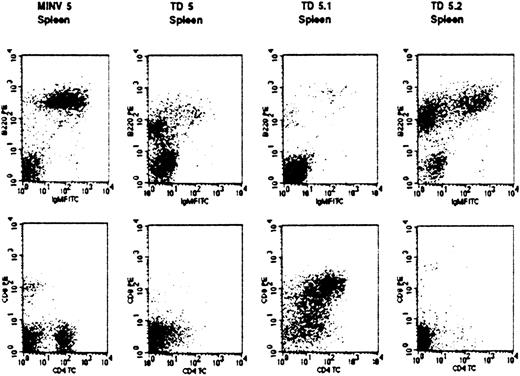 Fig. 5. Abnormal T- and B-cell lineage expansions in secondary FGFR3-TD overexpressing transplant recipients. / Malignant cells (staining as pre-B) from a primary recipient (TD5) were transplanted into secondary recipients (TD5.1 and TD5.2). Of note, malignant populations that arose in these mice had different phenotypes. Spleen cells from the TD5.1 secondary recipient mouse exhibited an abnormal T-cell phenotype (CD3−, CD4+, CD8+), whereas in mouse TD5.2 the pre-B cell population continued to predominate. Analysis of the same cell populations from an empty vector MINV recipient control mouse are shown to demonstrate a normal pattern.