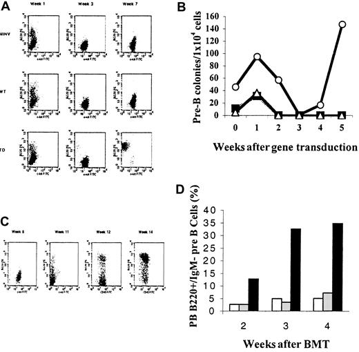Fig. 6. FGFR3-TD targets an early B-cell progenitor. / Serial analysis of FGFR3-TD–expressing BM cultured in vitro revealed an excess of pre-B cells by week 7 (A) and an excess of early B-cell colonies by week 4 to 5 (B) when compared to FGFR3-WT and MINV vector only controls. ○, TD; ▪, WT; ▵, MINV. (C) A single plucked colony from an FGFR3-TD–transduced BM culture differentiated into a predominantly B-cell population after 3 months in culture. (D) Circulating pre-B cells were increased in the blood of mice receiving transplants as early as 2 weeks after transplantation. ■, MINV; ░, WT; ▪, TD.