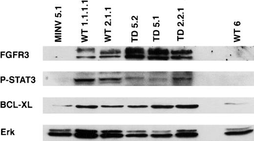 Fig. 7. FGFR3 is overexpressed and STAT3 and bcl-xLup-regulated in tumors originating after BM transplantation. / Western blot analysis for FGFR3 expression was performed on tissues derived from mice that developed tumors (WT1.1.1.1, WT2.1.1, TD5.2, TD5.1, TD2.2.1) and from controls (MINV5.1, WT6). The 2 expected isoforms of FGFR3 at 125 and 135 kd were observed in all tumor-bearing mice. Concomitantly, phosphorylated STAT3 and bcl-xL levels are increased coincident with elevations in FGFR3. The ERKgene is used as a housekeeping control on the lower panel.