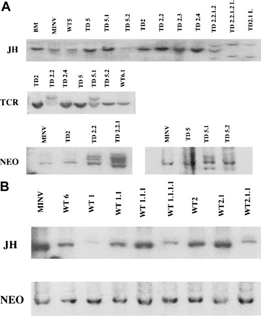 Fig. 9. IgH, TCR, and. / neo gene rearrangements in FGFR3-induced tumors and cell lines. (A) Top panel: Southern blot analysis ofEcoRI-digested spleen cell genomic DNA and B220+cell line DNA with an IgH JH probe. As controls, a normal littermate is shown in lane 1 and a recipient of MINV-transduced BM in lane 2 (MINV). WT represents mice receiving MFINV-WT transplants (lane 3) and TD represents mice receiving MFINV-TD transplants. Mice in each experiment were numbered 1 through 5; passage number was also labeled 1 through 5. Thus cells derived from the second and fifth primary MFINV-TD BMT recipients (labeled TD2 and TD5, respectively) were injected into the secondary mice denoted TD2.2, TD2.3, TD2.4, or TD5.1 and TD5.2. Cells from a secondary animal passaged into a fourth generation recipient are labeled TD2.2.1.2. Cell lines derived from animals are designated TD2.1-L and TD2.2.1.2-L. JHrearrangements of the IgH locus were detected only in the fourth generation recipient TD2.2.1.2 as well as the TD 2.2.1.2-L and TD2.1-L cell lines. Middle panel: Southern blot analysis ofPvuII-digested spleen cell genomic DNA from MFINV-TD recipients with a TCR Cβ2 probe. DNA derived from the second and fifth primary FGFR3-TD BM recipients (labeled TD2 and TD5, respectively) were injected into the secondary mice denoted TD2.2, TD2.4, TD5.1, and TD5.2. TCR gene rearrangements were detected in the TD2.2 and TD5.1 samples, both from mice displaying abnormal T-cell populations by flow cytometry. Bottom panel: Genomic DNA digested with EcoRI (which cuts MFINV-TD once) and hybridized with a neo probe was used to enumerate the proviral copy number and determine the clonality of the tumors. MINV represents vector only control mice. TD represents FGFR3-TD BMT mice. Cells from mouse TD2 or TD5 were injected into secondary and tertiary recipients denoted TD2.2, TD2.2.1, or TD5.1 and TD5.2, respectively. In both cases, a predominant clone within a diffuse background was observed in early recipients, whereas multiple bands representing unique clones emerged in later generation mice receiving serial transplants. (B) JH and neo were hybridized as above to MINV control animals and to the primary (WT6, WT1, WT2), secondary (WT1.1, WT2.1), tertiary (WT1.1.1, WT2.1.1), and quarternary mice receiving FGFR3-WT transplants (WT1.1.1.1). No emerging clonal populations were observed in any of the mice.