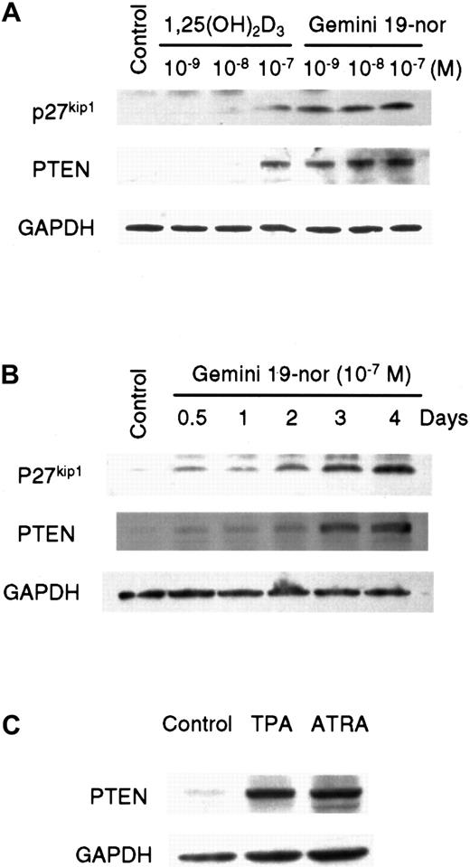 Fig. 8. Induction of expression of p27kip1 and PTEN by vitamin D3 compounds. / (A) Dose-dependent study of p27kip1 and PTEN expression in HL-60 cells analyzed by Western blot. Cells were either untreated (control) or cultured with 10−9 to 10−7 M of either 1,25(OH)2D3 or Gemini-19-nor for 4 days. GAPDH was used as a loading control. (B) Time course study of p27kip1 and PTEN expression in HL-60 cells studied by Western blot. Cells were either untreated (Control) or cultured with Gemini-19-nor (10−7 M) for 0.5 to 4 days. GAPDH was used as a loading control. The densities of the bands were measured using densitometery. (C) Induction of PTEN expression by TPA and ATRA in HL-60 cells. Cells were either untreated (control) or cultured with either TPA (10−9 M) or ATRA (10−7 M) for 4 days. GAPDH was analyzed as a loading control.