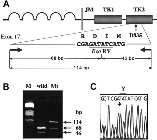 Fig. 1. Detection of D835 mutations in the. / FLT3 gene. To detect D835 mutations, we amplified exon 17 by PCR, and then digested it with the EcoRV endonuclease (A). The amplified products of wild type were digested to 2 bands (68 bp and 46 bp) by the EcoRV. When amplified products contained D835 mutations, undigested bands (114 bp) were visualized on agarose gel electrophoresis. M indicates the molecular weight marker (HaeIII digested pBR332 plasmid DNA) (B). The undigested bands were directly sequenced (C). In this sample, the first nucleotide G of D835 was substituted with T, resulting in an Asp to Tyr amino acid change (D835Y).
