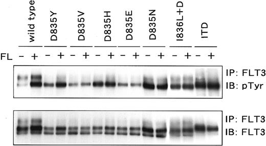 Fig. 4. Phosphorylation status of the D835 mutants. / Cos7 cells were transfected with D835 mutant cDNA. Mutants were immunoprecipitated and probed with antiphosphotyrosine antibody. All mutants were constitutively tyrosine phosphorylated without FL stimulation. Because of the higher amounts of the loading samples, the phosphorylated band of wild-type FLT3 looks relatively high.