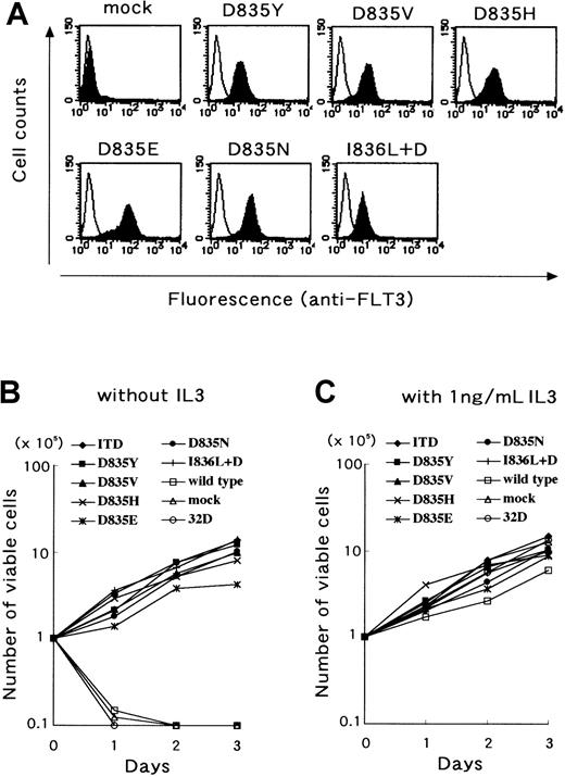Fig. 5. D835 mutant FLT3 transformed 32D cells. / The 32D cells were transfected with D835 mutant cDNA. Stably mutant FLT3-expressing cells were cloned and the surface expression was analyzed by flow cytometer. Expression levels were the same among transfectants (A). Stably mutant FLT3-expressing cells were cultured without FL and IL-3. Mutant FLT3-expressing cells showed autonomous proliferation, as well as FLT3/ITD-expressing cells (B). Furthermore, the proliferation rates of mutant FLT3-expressing cells were the same as those with IL-3 (C).