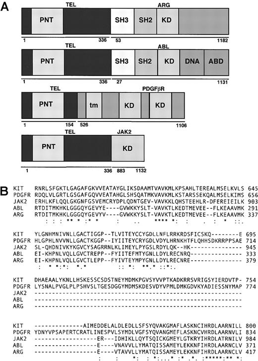 Fig. 1. Comparison of fusion genes. / (A) Schematic representation of fusion genes. PNT indicates pointed domain; KD, tyrosine kinase domain; DNA, DNA-binding domain; ABD, actin-binding domain; tm, transmembrane domain; SH3: SRC homology 3; SH2, SRC homology 2. (B) Comparison of kinase domains of ARG, ABL, PDGFR, KIT, and JAK2.