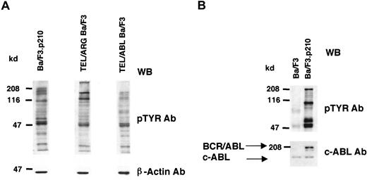 Fig. 2. Comparison of cellular tyrosine phosphorylation patterns in fusion protein-transfected Ba/F3 cells and untransfected Ba/F3 cells. / (A) Comparison of cellular tyrosine phosphorylation patterns in Ba/F3.p210 cells, TEL/ARG Ba/F3 cells, and TEL/ABL Ba/F3 cells. Anti–β-actin was used as a loading control. The first and second lanes shown (Ba/F3.p210 and TEL/ARG Ba/F3, respectively) are derived from the same Western blot; the third lane shown (TEL/ABL Ba/F3) is derived from an independent Western blot performed in parallel with the first blot. (B) Comparison of cellular tyrosine phosphorylation patterns in Ba/F3.p210 cells and Ba/F3 cells. An anti-ABL antibody was used to measure levels of ABL in both cell types and to show the expression of BCR/ABL in Ba/F3.p210 cells. WB indicates Western blot.