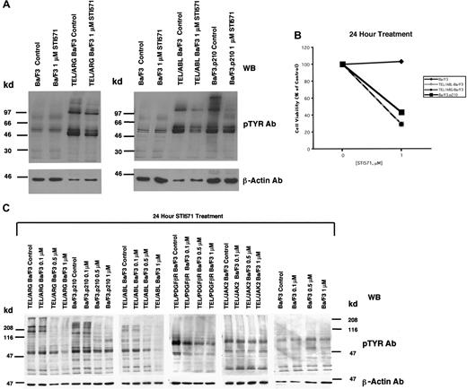 Fig. 4. Comparison of the effects of STI571 on cellular tyrosine phosphorylation in Ba/F3 cells expressing BCR/ABL, TEL/ABL, TEL/ARG, TEL/PDGFR, or TEL/JAK2. / (A) An anti-pTYR immunoblot showing cellular tyrosine phosphorylation in untransfected Ba/F3 cells and TEL/ARG-Ba/F3 cells cultured in the presence and absence of STI571 (left panel). An anti-pTYR immunoblot showing cellular tyrosine phosphorylation in untransfected Ba/F3 cells, TEL/ABL-Ba/F3, and Ba/F3.p210 cells cultured in the presence and absence of STI571 (right panel). Immunoblots were stripped and incubated with anti–β-actin as a loading control. (B) Effect of 24-hour STI571 treatment on viability of cells analyzed in part A. (C) Anti-pTYR immunoblots showing cellular tyrosine phosphorylation in TEL/ABL-Ba/F3, TEL/ARG-Ba/F3, Ba/F3.p210, TEL/PDGFR-Ba/F3, TEL/JAK2-Ba/F3, and untransfected Ba/F3 cells treated with increasing concentrations of STI571. Immunoblots were stripped and incubated with anti–β-actin as a loading control.