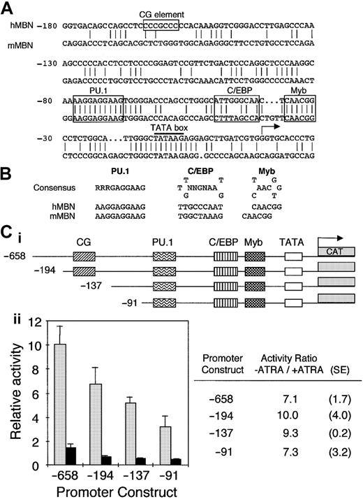 Fig. 1. The human MBN promoter harbors conserved PU.1, C/EBP, and Myb binding sites: importance for MBN expression and down-regulation in ATRA-induced PLB-985 cells. / (A) Sequence homology between human and murine MBN promoters. Both strands were sequenced. The numbering is relative to the human transcription initiation site. The TATA box is underlined; the CG element as well as the PU.1, C/EBP, and Myb binding sites are boxed. (B) Comparison of the human and murine putative PU.1, C/EBP, and Myb binding sites with their consensus binding sites. The C/EBP site is in the reverse orientation. (C) ATRA affects MBN promoter activity. The pMBN 5′ deletion promoter mutants were fused to the CAT gene (i). PLB-985 cells were transfected with 20 μg each of the indicated MBN 5′ deletion mutants and cultured with or without ATRA (10−6 M). CAT activity was measured after normalization to the luciferase internal control (ii). The graph on the left shows untreated (−ATRA, ░) and ATRA-treated (+ATRA, ▪) cells. CAT activities presented for each pMBN construct were calculated relative to the pMBN-658. On the right are calculated −ATRA/+ATRA ratios as well as standard errors for each construct.