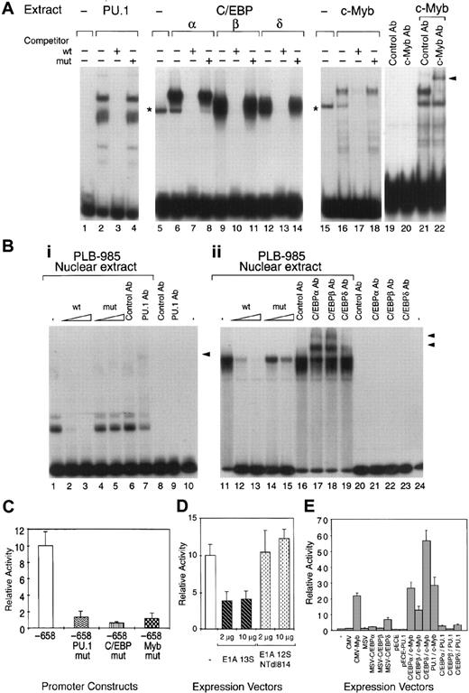 Fig. 2. Functional PU.1, C/EBP, and c-Myb binding sites are present in the human MBN promoter. / (A) Recombinant human PU.1, C/EBPs, and c-Myb specifically bind functional sites in the MBN promoter. Five micrograms of whole-cell extract from COS-7 cells either untransfected (lanes 1, 5, 15) or transfected with PU.1 (lanes 2-4), C/EBPα (lanes 6-8), C/EBPβ (lanes 9-11), C/EBPδ (lanes 12-14), or c-Myb (lanes 16-18) were preincubated with 2 μg poly(dIdC) and a 400-fold molar excess of the wild-type (wt) or mutated (mut) competitors as indicated, before addition of the specific probe (PU.1, lanes 1-4; C/EBP, lanes 5-14; and c-Myb, lanes 15-18). Binding reaction mixtures were assayed by EMSA. The asterisks mark unspecific complexes. Supershift experiments were performed with 1 μL c-Myb antibody (Ab) and unrelated control Ab (lanes 19-22). Arrowhead indicates the specific supershifted complex. (B) Myeloid nuclear factors bind to the PU.1 and C/EBP sites. Nuclear extracts (1 μg) from exponentially growing PLB-985 cells were subjected to EMSA (lanes 1-7 and 11-19). DNA binding assays were performed with the PU.1 (lanes 1-10) or the C/EBP (lanes 11-24) probe in the presence of 5 μg and 0.2 μg poly(dIdC), respectively. Competition assays were carried out with a 40- and 200-fold molar excess of the wt or mut oligonucleotides. Arrows indicate the specific PU.1 or C/EBP complexes. Supershift experiments were performed with 1 μL anti-PU.1 (PU.1 Ab) (lanes 7-9), anti-C/EBPα, anti-C/EBPβ, anti-C/EBPδ (C/EBPα, C/EBPβ, C/EBPδ Abs) (lanes 17-19) and unrelated (control Ab) Abs (lanes 6, 8, 16, 20). Arrowheads indicate specific supershifted complexes. (C) PU.1, C/EBP, and Myb binding sites are all critical for MBN promoter activity in PLB-985 cells. Wt or indicated point mutation constructs (PU.1mut, C/EBPmut, and Mybmut) were transfected into cells. Transfection efficiencies were normalized by cotransfection of a CMV-luciferase vector. CAT activities relative to the wt (−658) are presented for PU.1mut, C/EBPmut, and Mybmut constructs. Error bars indicate SD from at least 3 different experiments. (D) CBP/p300 or related molecules are involved in MBN expression. PLB-985 cells were transfected with 20 μg pMBN-658 alone (−) or together with 2 and 10 μg of expression vector encoding E1A (13S) or the E1A 12S NTdl814 mutant. The average of 3 experiments are shown as relative CAT activity with SD as indicated. (E) Both c-Myb and C/EBPδ can cooperate to activate the MBN promoter. Five micrograms of pMBN-194 was transfected into COS-7 cells alone (−) or together with 1 μg of the CMV, CMV-Myb, MSV, MSV-C/EBPα, MSV-C/EBPβ, MSV-C/EBPδ, pECE, or pECE-PU.1 expression vectors or the indicated combinations of these vectors. CAT activities were assayed after 40 hours. The mean activations and standard errors observed in 3 determinations are shown.