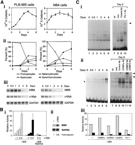 Fig. 3. Transcriptional down-regulation of MBN by ATRA requires Myb down-regulation. / (A) ATRA-induced down-regulation of MBN mRNA in PLB-985 and NB4 cells correlates with growth arrest and down-regulation of c-Myb. Growth (i) and morphologic (ii) assessments of PLB-985 (left) and NB4 (right) at 2, 4, and 6 days of treatment with 10−6 M ATRA. (iii) Regulation of MBN and c-Myb mRNAs in PLB-985 cells untreated or treated for 0.5, 1, 2, 4, and 6 days with 10−6 M ATRA. For RNA blots, 3 μg total RNA was loaded in each lane. The lower part is a control hybridization of the same blots with GAPDH probe for assessment of RNA quantities. Panels Ai-iii are for PLB-985 and NB4 cells on left and right column, respectively. (B) Overexpression of c-Myb in PLB-985 cells abolished transcriptional down-regulation of MBN by ATRA. (i) Twenty micrograms of the pMBN-658 (−658) or pMBN-658Mybmut (−658 Mybmut) constructs were individually transfected (−) or cotransfected with 1, 2, or 5 μg CMV-Myb (c-Myb) into PLB-985 cells and cultured with (▪) or without (░) ATRA (10−6 M) for 40 hours. Transfection efficiencies were normalized by cotransfection of a CMV-luciferase vector. CAT activities were calculated relative to the wt (−658). The means and standard errors of 3 determinations are shown. (i) Autoradiogram of MBN mRNA expression in PLB-985 cells transfected with 5 μg of either the empty (−) or CMV-Myb (c-Myb) vector. The lower part is an autoradiogram of GAPDH mRNA for assessment of RNA quantities. Fold increase is indicated. (C) Overexpression of C/EBP and PU.1 in PLB-985 cells did not affect transcriptional down-regulation of MBN by ATRA. (i,ii) Induced PLB-985 growth arrest correlates with increased PU.1- and C/EBP-binding activity. Nuclear extracts from PLB-985 cells untreated or treated with 10−6M ATRA for the indicated days were assayed for PU.1 binding and C/EBP binding by EMSA performed with the PU.1 and C/EBP probes in the presence of 5 μg and 0.2 μg poly(dIdC), respectively (left panels). Competition experiments were carried out with a 400-fold molar excess of the indicated wt or mut competitor, and supershift experiments were performed with 1 μL PU.1 Ab; C/EBPα, C/EBPβ, C/EBPδ Abs; and unrelated control Abs (right). Arrows indicate the specific PU.1 or C/EBP complexes. Arrowheads indicate specific supershifted complexes. (iii) Twenty micrograms of the pMBN-658 (−658) was transfected (−) or cotransfected with 5 μg of the expression vectors for C/EBPα (MSV-C/EBPα), C/EBPβ (MSV-C/EBPβ), C/EBPδ (MSV-C/EBPδ), and PU.1 (pECE-PU.1) into PLB-985 cells and cultured with (▪) or without (░) ATRA (10−6 M) for 40 hours. Transfection efficiencies were normalized by cotransfection of a CMV-luciferase vector. CAT activities calculated relative to the wt (−658) as a reference are presented. This is representative of 3 independently performed experiments.