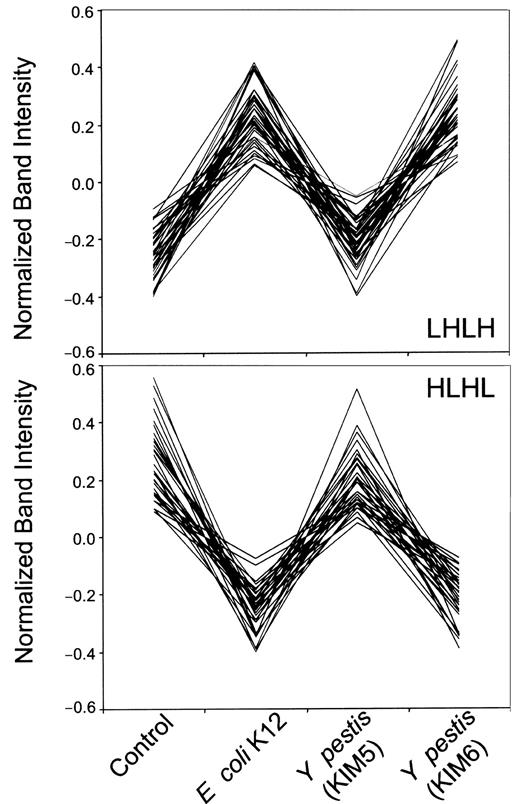 Fig. 3. Comparison of the expression patterns of 2 clusters of genes from neutrophils stimulated with various bacteria. / Patterns LHLH (upper, 48 genes) or HLHL (lower, 44 genes) correspond to those described in Table 4. Each set of 4 bands (control, E coli K12 and KIM5 and KIM6 strains of Y pestis; Figure2, right panel) in adjacent lanes with the same electrophoretic mobility in a differential display gel was quantified by its intensity and normalized so that the average of 4 bands equals zero, and the variance of 4 bands equals one. Each line on these graphs corresponds to one dot in Figure 4 and represents one gene in Table 4.