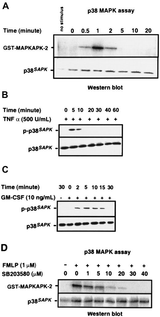 Fig. 1. Activation of p38SAPK in purified neutrophils. / (A) PMN were stimulated with 1 μM FMLP as indicated in the figure, and p38SAPK was immunoprecipitated and subjected to a kinase assay using glutathione S-transferase–tagged MAPKAP kinase-2 as substrate in the presence of γ–32P-ATP. Samples were then subjected to Western blotting and autoradiography as described in “Materials and methods.” The top panel shows the autoradiograph of the region of the blot corresponding to MAPKAP kinase-2. The bottom panel shows the membrane reprobed with a p38SAPK-specific antibody to check for equal loading of p38 kinase in each lane. PMN were also stimulated with (B) TNF-α and (C) GM-CSF followed by preparation of cell lysates, separation of proteins by SDS-PAGE, and immunoblotting with antibodies specific for phosphorylated p38SAPK (top panel) and total cell p38SAPK(bottom panel). (D) Neutrophils (2 × 107 cells per mL) were incubated with the p38 kinase inhibitor SB203580 at various doses or DMSO diluent prior to stimulation with FMLP for 1 minute. Preparation of p38SAPK immunoprecipitates and p38 kinase assay was performed as described in panel A. The top panel shows the autoradiograph of the region of the membrane corresponding to MAPKAP kinase-2, and the bottom panel shows the membrane reprobed with a p38SAPK-specific antibody.