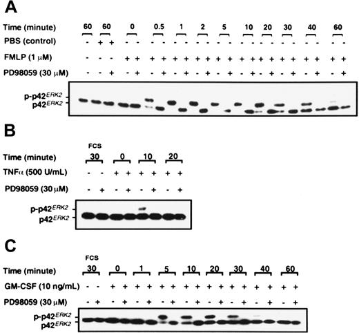 Fig. 3. Effect of PD98059 on the phosphorylation of p42ERK2. / Purified neutrophils were incubated with either DMSO or 30 μM PD98059 for 30 minutes before stimulation with either (A) 1 μM FMLP, (B) 500 U/mL TNF-α, or (C) 10 ng/mL GM-CSF or FCS diluent for the times indicated. Phosphorylation of p42ERK2 was measured by gel retardation as described in “Materials and methods.” The data shown are from a single experiment that was performed twice with similar results.