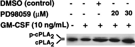 Fig. 4. Effect of PD98059 on the phosphorylation of cytosolic PLA2. / Purified neutrophils were preincubated with PD98059 or DMSO vehicle at the doses indicated in the figure for 30 minutes before stimulation with 10 ng/mL GM-CSF for 5 minutes. Migration of cPLA2immunoprecipitates was determined by SDS-PAGE followed by Western blotting with an anti-cPLA2 antibody.