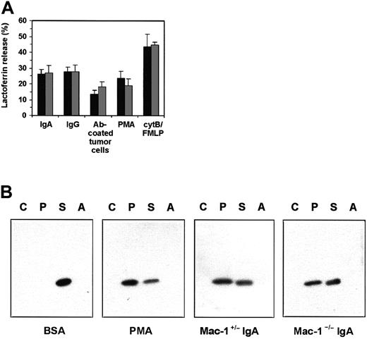 Fig. 5. Mobilization of specific granules by human and mouse PMNs. / (A) Human PMNs were incubated on IgA- or IgG-coated surfaces or on Ab-coated SK-BR-3 cells for 30 minutes. PMNs were detached from tumor cells by cytochalasin B, and supernatants were tested for presence of lactoferrin. In addition, PMNs were stimulated for 15 minutes with PMA or with FMLP in the presence of cytochalasin B. The different stimuli were tested in the absence (▪) or presence (░) of anti–Mac-1 mAb 44a. Results are expressed as mean ± SEM (n = 3). (B) Mouse PMNs (Tg Mac-1+/− and Tg Mac-1−/−, n = 3) were incubated on BSA- (control) or IgA-coated surfaces. Cells were detached after 30 minutes and homogenized. Sucrose gradient ultracentrifugation separated cytoplasm (C), plasma membrane (P), specific granule (S), and azurophilic granule (A) fractions. Translocation of p22 from specific granules to the plasma membrane was detected by Western blotting using α-mouse p22-phox antiserum. PMA-stimulated mouse PMNs served as positive control.