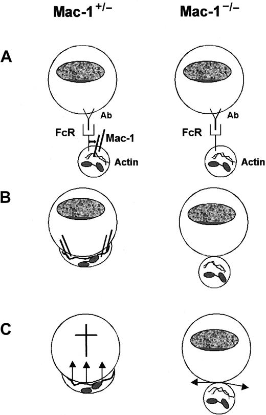 Fig. 8. Schematic model for the role of Mac-1 in FcR-mediated PMN cytotoxicity. / (A) Recognition and binding of PMNs (Mac-1+/− and Mac-1−/−) to Ab-coated tumor targets initiated via FcRs. (B) PMN spreading onto tumor targets proceeded by immunologic synapse formation is dependent on Mac-1. This is accompanied by reorganization of the actin cytoskeleton. (C) Both Mac-1+/− and Mac-1−/− PMNs become activated, resulting in mobilization of specific granules and respiratory burst activity. Mac-1−/− PMNs are, however, unable to release toxic agents in close proximity of tumor targets, resulting in defective cytolysis.