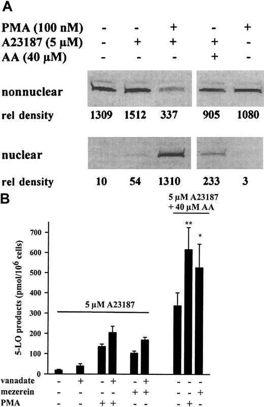 Fig. 1. Translocation of 5-LO and up-regulation of 5-LO product formation in MM6 cells. / (A) Western blot analysis of 5-LO in subcellular fractions from MM6 cells. Cells (1 × 107 in 1 mL PGC buffer) were first incubated (primed) for 10 minutes at 37°C with or without PMA (100 nM). Then A23187 (5 μM) or A23187 and AA (5 and 40 μM, respectively) were added as indicated, and the incubations were continued for another 5 minutes. Cell fractionation and immunoblotting were performed as described in “Materials and methods.” Pair-wise samples (nonnuclear, nuclear) correspond to the identical cell numbers. The relative intensities of blot bands were determined by densitometry (arbitrary units). Similar results were obtained in 2 additional experiments. (B) 5-LO product formation in intact MM6 cells (3 × 106 in 1 mL PGC buffer) was determined by HPLC as described in “Materials and methods.” Cells were primed for 10 minutes with PMA (100 nM), mezerein (100 nM), and sodium orthovanadate (1 mM) before stimulation for 10 minutes with A23187 (5 μM) or A23187and AA (5 and 40 μM, respectively), as indicated. Results are given as mean + SE of 3 independent experiments. Studentt test; **P < .01; *P < .05.