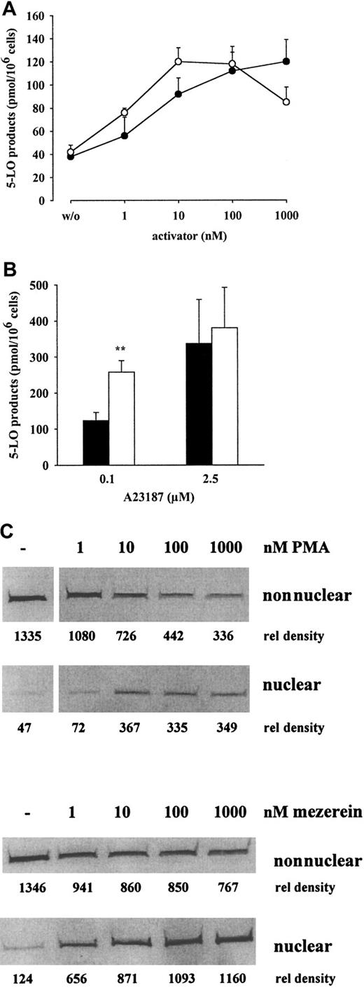 Fig. 4. Dose response of PMA and mezerein for priming of 5-LO product formation and 5-LO translocation in PMNLs. / (A) To determine the effect on 5-LO product formation, PMNLs (5 × 106 cells in 1 mL PGC buffer) were primed with the indicated concentrations of PMA (●) or mezerein (○) for 5 minutes at 37°C before stimulation with 0.1 μM A23187 for an additional 10 minutes. 5-LO product formation was determined by HPLC. Results are given as mean ± SE; n = 3. (B) To determine the effect on 5-LO product formation in the presence of exogenous AA, PMNLs were primed for 5 minutes at 37°C with (■) or without PMA (▪) (100 nM) before stimulation with 0.1 or 2.5 μM A23187 in the presence of AA (40 μM) for 10 more minutes. Results are given as mean + SE; n = 3. (C) To determine the effect on 5-LO translocation, human PMNLs (3 × 107 in 1 mL PGC buffer) were primed with the indicated concentrations of PMA or mezerein for 5 minutes at 37°C and were subsequently stimulated with 0.1 μM ionophore for 10 minutes. Cells were fractionated, and soluble and nuclear fractions were analyzed for 5-LO by immunoblotting as described. Similar results were obtained in one additional experiment. Student t test; **P < .01.