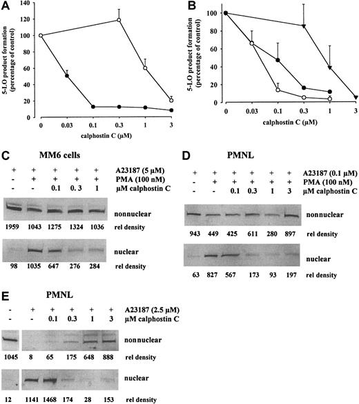 Fig. 5. Calphostin C inhibits 5-LO product formation and 5-LO redistribution in MM6 cells and PMNLs. / To determine the effects on 5-LO product formation or translocation, the indicated cell numbers (in 1 mL PGC buffer) were incubated with the indicated concentrations of calphostin C for 30 minutes at 37°C under ordinary fluorescent light. Then PMA (100 nM) was added for the indicated times before stimulation with ionophore A23187. 5-LO product formation was determined by HPLC. Results are given as mean + SE; n = 3. Alternatively, cells were fractionated, and soluble and nuclear fractions were analyzed for 5-LO by immunoblotting as described. (A) Effect on 5-LO product formation in MM6 cells (3 × 106 in 1 mL). Cells were primed with PMA for 10 minutes, before stimulation with 5 μM ionophore (●) or 5 μM ionophore plus 40 μM AA (○) for 10 minutes. (B) Effect on 5-LO product formation in PMNLs (5 × 106 in 1 mL). Cells were primed with PMA for 5 minutes, before stimulation with 0.1 μM ionophore (○) for 10 minutes. Nonprimed cells were stimulated with 2.5 μM ionophore (●) or 2.5 μM ionophore plus 40 μM AA (▾) for 10 minutes. (C) Effect on translocation in MM6 cells (1 × 107 in 1 mL). Cells were primed with PMA for 10 minutes, before stimulation with 5 μM ionophore for 5 minutes. Similar results were obtained in 2 additional experiments. (D) Effect on translocation in PMA-primed PMNLs (3 × 107 in 1 mL). Cells were primed with PMA for 5 minutes, before stimulation with 0.1 μM ionophore for 5 minutes. Similar results were obtained in 2 additional experiments. (E) Effect on translocation in PMNLs stimulated only with ionophore (3 × 107 cells in 1 mL). Nonprimed cells were stimulated with 2.5 μM ionophore for 5 minutes. Similar results were obtained in one additional experiment.