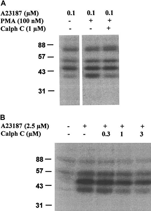 Fig. 7. PMA up-regulates 5-LO kinase activation in PMNLs: inhibition by calphostin C. / PMNLs (5 × 107 in 1 mL PGC buffer) were preincubated at 37°C in the presence or absence of calphostin C, as indicated, for 30 minutes under ordinary fluorescent light. (A) Cells were primed with PMA (100 nM) for 10 minutes before stimulation with 0.1 μM A23187 for 3 minutes at 37°C. Incubations were terminated by the addition of the same volume of SDS-b, vortexed and heated at 95°C for 6 minutes. Aliquots corresponding to 0.5 × 106 PMNLs were electrophoresed on a 10% SDS-polyacrylamide gel polymerized with 0.15 mg/mL purified recombinant 5-LO. In-gel kinase assay was performed as described in “Materials and methods.” Positions of standard proteins are indicated. (B) Nonprimed cells were stimulated with 2.5 μM A23187 for 3 minutes at 37°C and analyzed for 5-LO phosphorylation by in-gel kinase assay. Results are representative of 3 separate experiments.