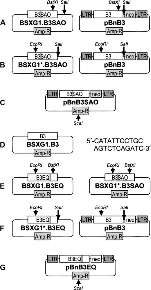 Fig. 1. Cloning of B3SAO and B3EQ into the pBabe neo vector. / Locations of the SAO deletion and the E681Q point mutation are indicated by a gray line in the band 3 cDNAs. For the cloning of B3SAO cDNA into pBabe neo, the 750-bp BstXI-SalI fragment of the previously described construct BSXG1.B3SAO11 was first substituted with the 412-bpBstXI-SalI fragment of pBnB3 (A), thus yielding the construct BSXG1*.B3SAO, which contained a SalI restriction site immediately downstream of the B3SAO cDNA in BSXG1. TheEcoRI-SalI fragment of BSXG1*.B3SAO that included 2066 bp of B3SAO cDNA (encoding the 9 amino acid SAO deletion) was then used to replace the EcoRI-SalI fragment of pBnB3 that included a 2093-bp fragment of B3 cDNA (B), thus generating the construct pBnB3SAO (C). Band 3 cDNA that comprised both the Memphis I polymorphism and the E681Q point mutation was cloned into pBn in 3 steps. The previously described BSXG1.B3 construct29 was used as template for site-directed mutagenesis (Sculptur kit; Amersham, Little Chalfont, United Kingdom), with the oligonucleotide 5′-CATATTCCTGCAGTCTCAGATC-3′ as primer (D). The correct mutant clone (designated BSXG1.B3EQ) was identified by PstI restriction digestion and DNA sequencing. When expressed in Xenopusoocytes, the band 3 protein (B3EQ) encoded by this clone did not mediate chloride transport (data not shown). The 1681-bpEcoRI-BstXI fragment of the B3EQ cDNA that spanned band 3 residues L217 to S773 was excised from the BSXG1.B3EQ construct and subcloned into the BSXG1*.B3SAO construct (E) to give BSXG1*.B3EQ. This construct was subjected toEcoRI-SalI restriction digestion, and the 2093-bp fragment that included the E681Q mutation was cloned into pBnB3 (F), thus generating the desired construct, pBnB3EQ (G). The band 3 coding region was verified in all constructs, using a 377 Applied Biosystems automated DNA sequencer. All vectors were linearized by using theScaI restriction site in pBabe prior to transfections.