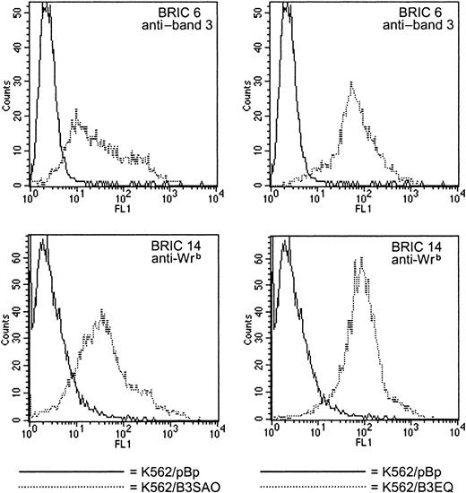 Fig. 2. B3SAO and B3EQ bind BRIC 6 and interact with GPA. / When K562 clones were screened for B3SAO and B3EQ expression, both types of cells reacted with the murine monoclonal antibody BRIC 6. This was unexpected for K562/B3SAO cells; previous workers reported that BRIC 6 precipitates B3 but not B3SAO from Xenopusoocytes11 and that the binding of BRIC 6 to heterozygous SAO erythrocytes is reduced to 54% of normal levels.14Our flow cytometric analysis also showed that K562/B3SAO cells and K562/B3EQ cells bound all other antibodies that reacted with K562/B3 cells. The expression of both known epitopes within the Wrbantigen on K562/B3SAO cells, detected by BRIC 14 and BRIC 201 binding, revealed that the abnormal B3SAO protein was still able to interact with GPA at the cell surface.